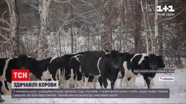 Ранее были домашними: как выживают коровы, телята и быки неподалеку Чернобыля