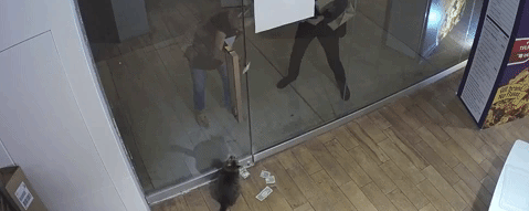 Видео с котом-гопником и российский полисмен-неудачник. Тренды Сети