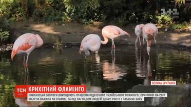Зоологи помогают восстановить популяцию редких чилийских фламинго