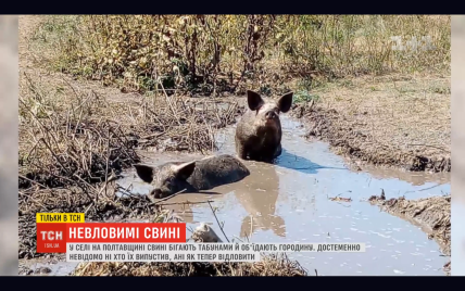 На Полтавщині стадо свиней опинилося на волі: тварини бігають селом і виїдають усе з городів