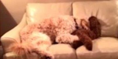 В сети появилось трогательное видео с двумя псами, которые обнялись после ночного кошмара