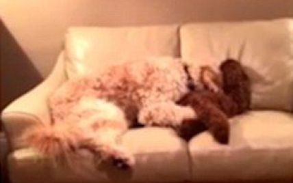 В сети появилось трогательное видео с двумя псами, которые обнялись после ночного кошмара