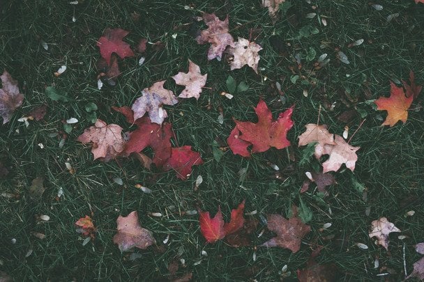 4 вересня листя почало активно опадати з дерев — зима прийде рано / © unsplash.com