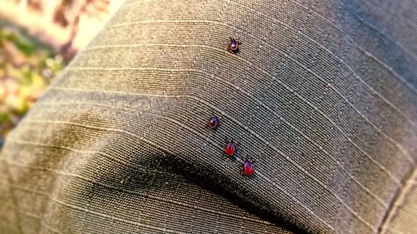 22 лютого святкують Всесвітній день енцефаліту / © Pixabay