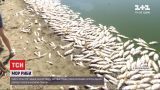 В Житомирской области селяне обвиняют молокозавод в массовом море рыбы