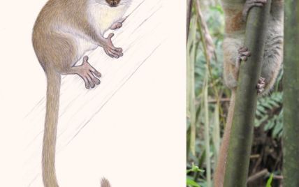 На Мадагаскаре нашли одного из самых маленьких родственников приматов в мире