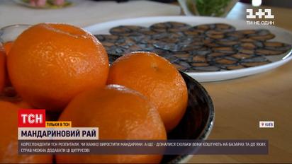 Как вырастить мандарин дома и что приготовить из популярных цитрусовых