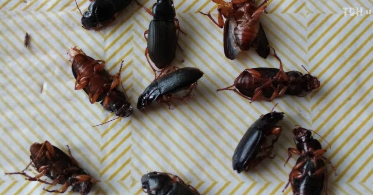 Нашествие жуков на Хмельнитчине: стали известны причины масштабного распространения насекомых