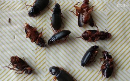 Нашестя жуків на Хмельниччині: стали відомі причини масштабного поширення комах