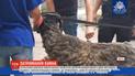 В Одессе патрульным пришлось ловить барана, который подвергал людей опасности