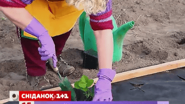 За допомогою агроволокна набагато легше вирощувати полуницю