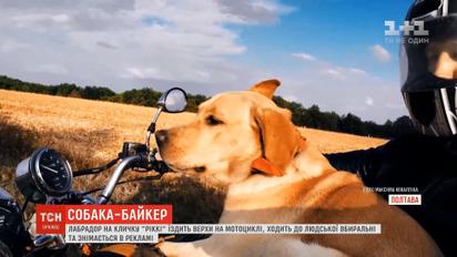Не такий як усі: у Полтаві пес їздить верхи на байку, працює моделлю та ходить вдома до вбиральні