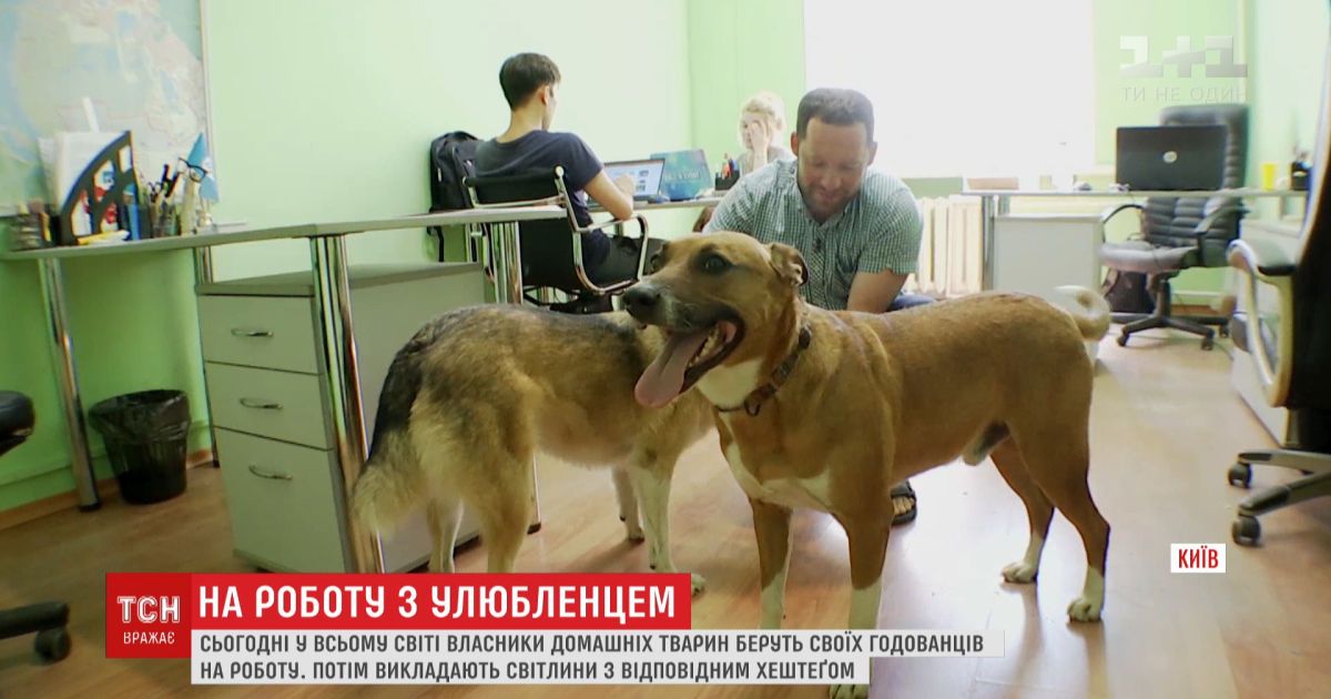 Лохматые и хвостатые: украинцы присоединились к акции "возьми собаку на работу"