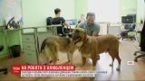 Лохматые и хвостатые: украинцы присоединились к акции "возьми собаку на работу"