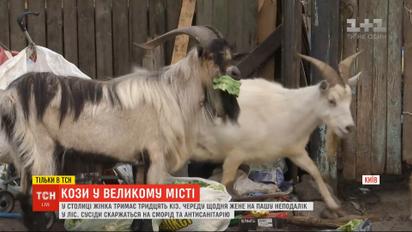 Столичные рогатые: в Киеве женщина держит тридцать коз