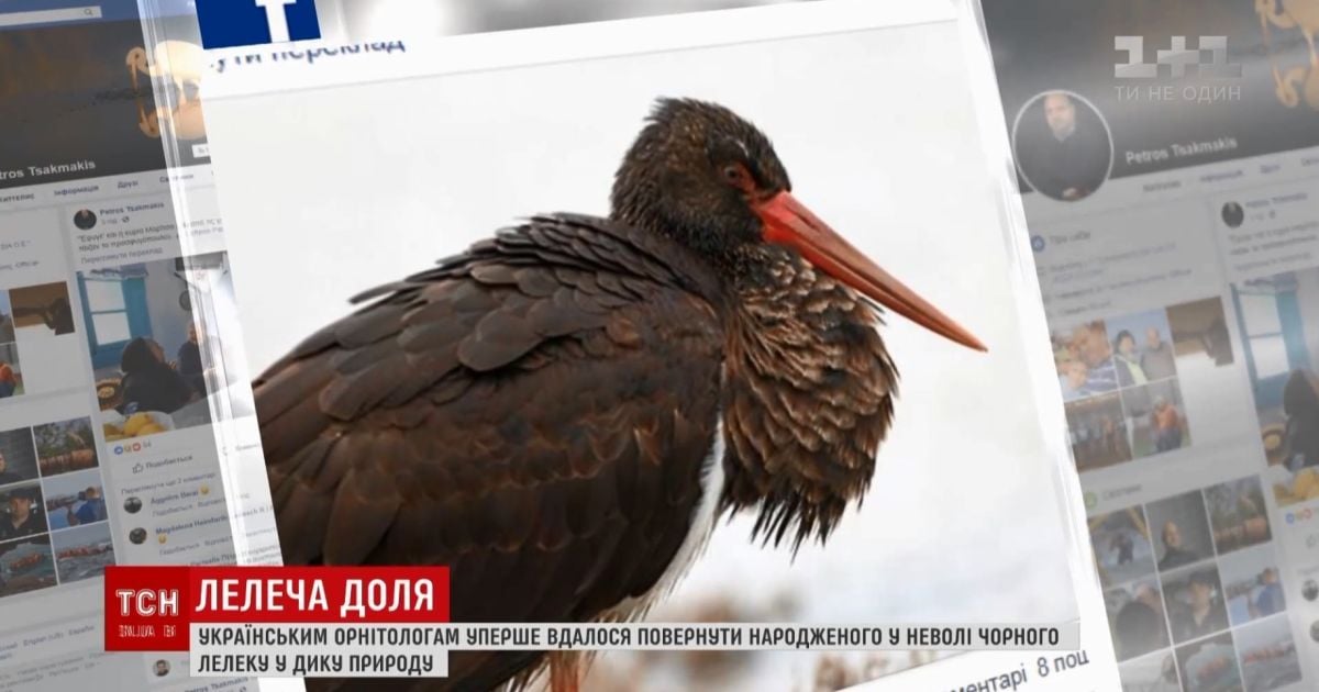 Сенсація для орнітологів: народженого в Києві у неволі чорного лелеку побачили в Греції