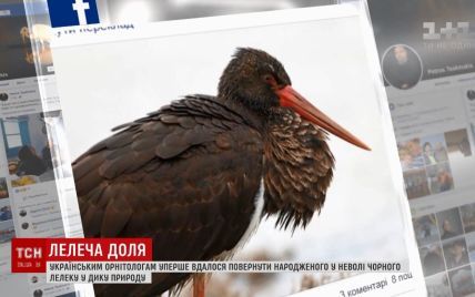 Сенсація для орнітологів: народженого в Києві у неволі чорного лелеку побачили в Греції