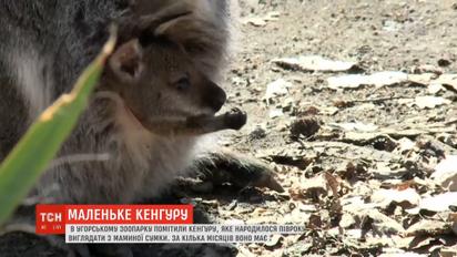 Дитинча валабі народилось в угорському зоопарку