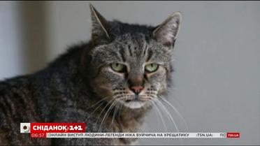 У Великій Британії помер найстаріший кіт у світі