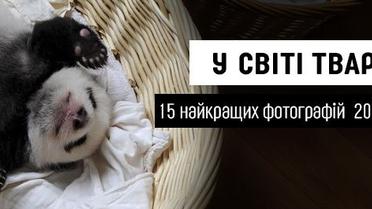У світі тварин. 15 найкращих фотографій 2015 року