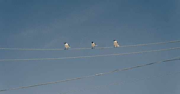 16 серпня птахи готуються до відльоту — холоди прийдуть рано / © unsplash.com