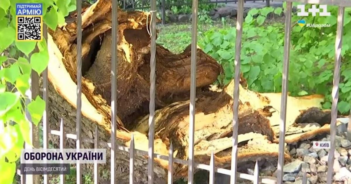 Из сломанной части 400-летней липы Петра Могилы создадут арт-объект, а дерево обещают спасти