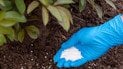 Догляд за півоніями
