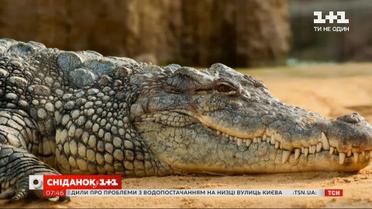 Почему крокодиловое мясо ценят гурманы во всем мире