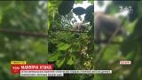 На Одещині африканські мавпочки-утікачі тероризують жителів дачного кооперативу