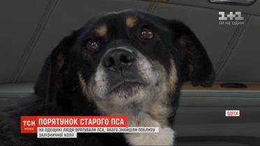 На Одещині люди врятували старенького пса, якого знайшли пораненим біля залізничної колії