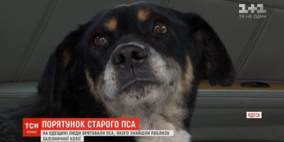 На Одещині люди врятували старенького пса, якого знайшли пораненим біля залізничної колії