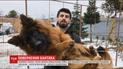 Похищенного в новогоднюю ночь собаку нашли