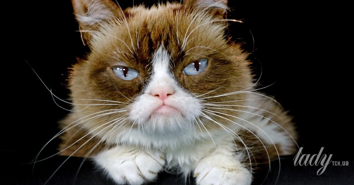 Чому коти іноді сидять у максимально незвичних і дивних позах