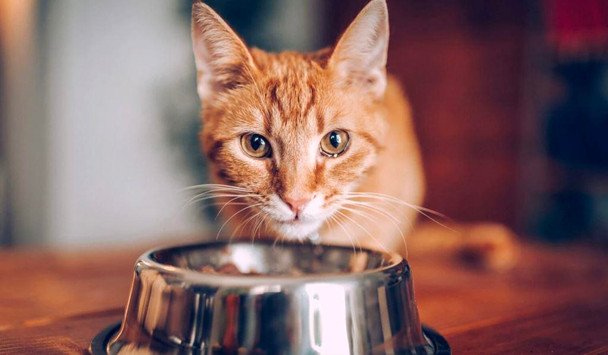 Можно ли кормить кошек и собак только сухим кормом: что говорят ветеринары