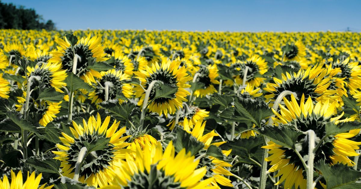 Від 9-12° на заході до спеки на сході: прогноз погоди в Україні на вихідні, 7-8 серпня