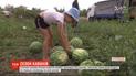 В Херсонской области массово начали собирать "багарные" арбузы