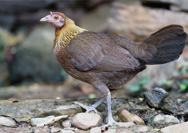 Gallus gallus – дикие куры