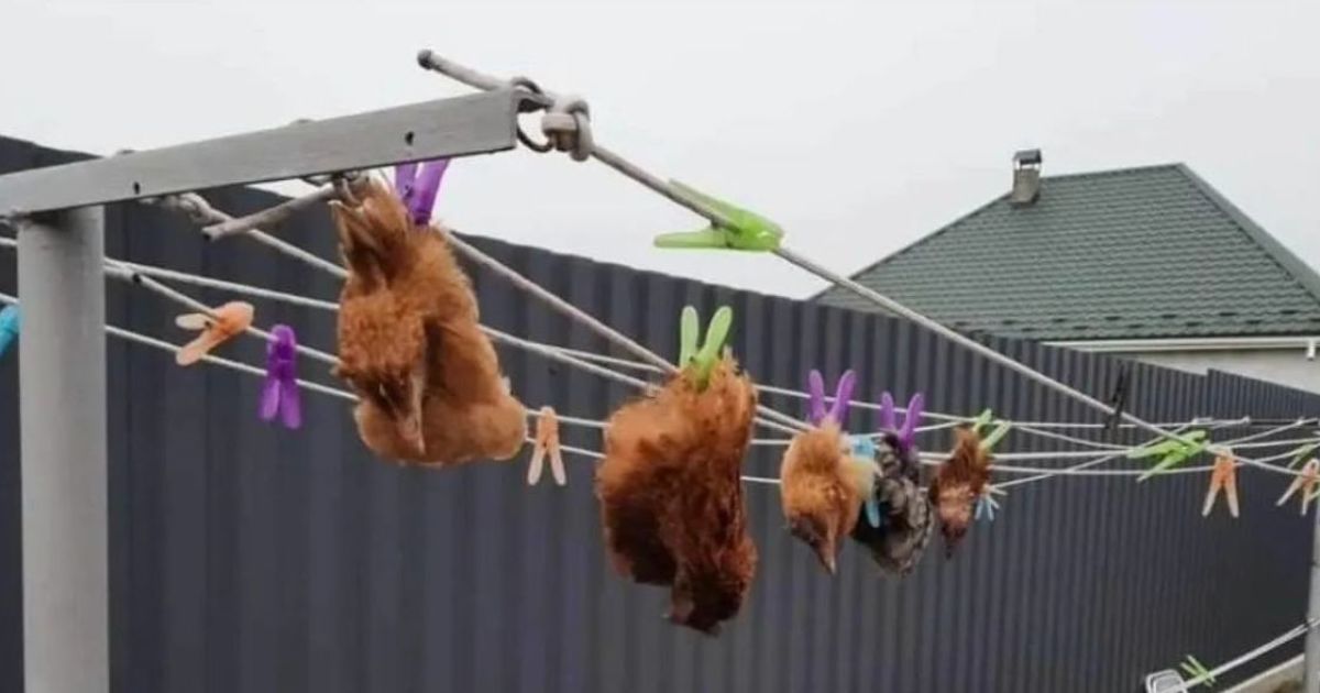 Occupiers hanged chickens’ heads on clotheslines in Kyiv region (photos)