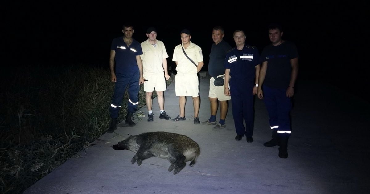 В Мариуполе дикий кабан напал на мужчину