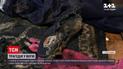 Новости Украины: в Черниговской области врачи борются за жизнь трехлетней девочки