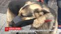 У Львові водії відмовлялися взяти в автобус собаку