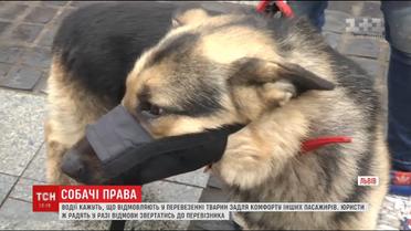 У Львові водії відмовлялися взяти в автобус собаку