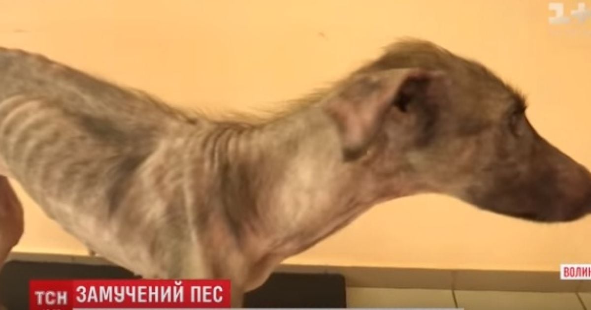 В Луцке хозяева едва не заморили голодом собаку: своей худобой она ужаснула прохожих