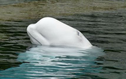 Біля берегів Швеції помітили кита Хвальдіміра, якого вважають російським "шпигуном"