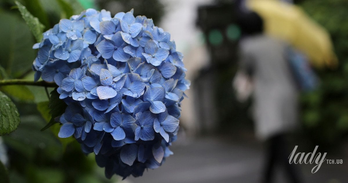 Зимівля гортензій: що робити, щоб рослини пережили зиму та пишно квітли наступного року