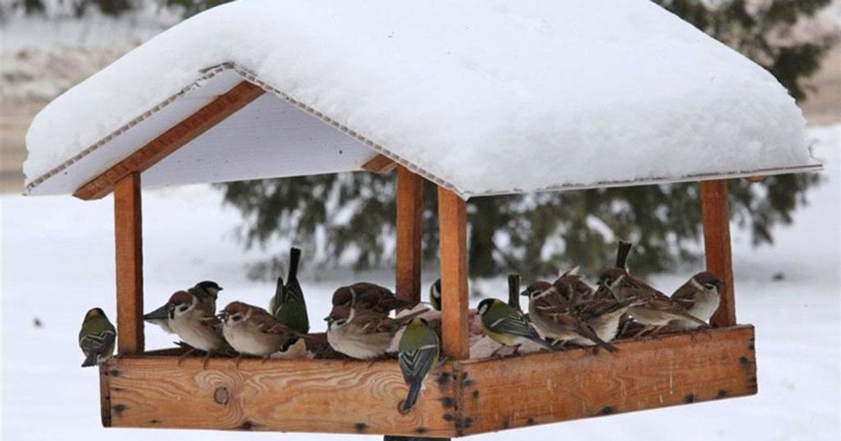 Підгодівля птахів взимку
