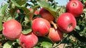 Сорти яблунь