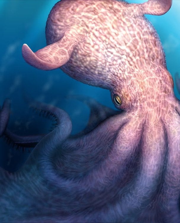 Гігантський восьминіг. / © dailymail.co.uk