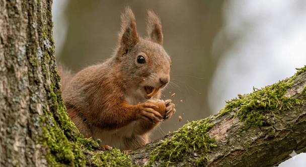 Зуби у білок ростуть протягом всього життя