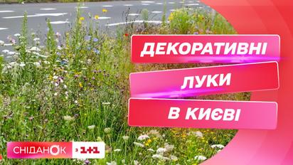 Декоративні луки замість скошених газонів: у Києві комунальники взялися за новий експеримент